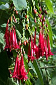 FUCHSIA BOLIVIANUS