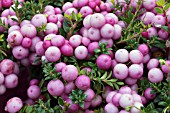 GAULTHERIA MUCRONATA ROSEA