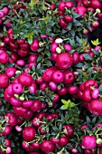 GAULTHERIA MUCRONATA