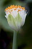 HAEMANTHUS ALBIFLOS