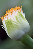 HAEMANTHUS ALBIFLOS