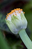 HAEMANTHUS ALBIFLOS