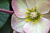 HELLEBORUS HGC PINK FROST