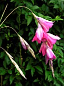 DIERAMA PULCHERRIMUM (ANGELS FISHING RODS)