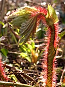 RUBUS TRICOLOUR