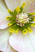 HELLEBORUS HGC PINK FROST