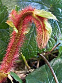 RUBUS TRICOLOUR