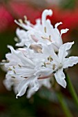 NERINE JUST PINK