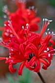 NERINE RED EMPRESS