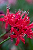 NERINE SALMON