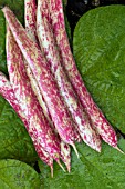 PHASEOLUS VULGARIS BORLOTTO DI VIGEVENO