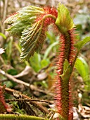 RUBUS TRICOLOUR