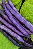 PHASEOLUS VULGARIS PURPLE TEEPEE