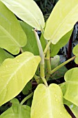 PHILODENDRON NEON