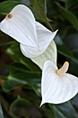 ANTHURIUM PRINCESS ALEXIS PEARL