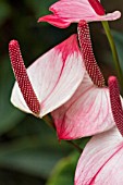 ANTHURIUM PRINCESS AMALIA ELEGANCE