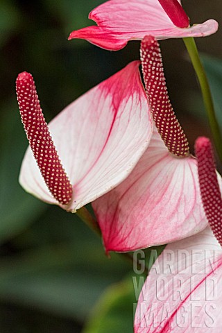 ANTHURIUM_PRINCESS_AMALIA_ELEGANCE