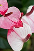 ANTHURIUM PRINCESS AMALIA ELEGANCE