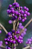 CALLICARPA PROFUSION