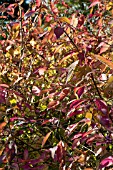 CALLICARPA BONDINIERI PROFUSION