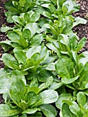 VALERIANELLA LOCUSTA CAVALLO,  CORN SALAD