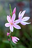 HESPERANTHA COCCINEA MRS HEGARTY