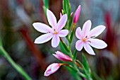 HESPERANTHA COCCINEA MRS HEGARTY