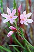 HESPERANTHA COCCINEA MRS HEGARTY