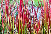 IMPERATA CYLINDRICA RUBRA