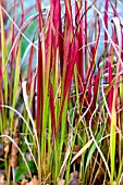 IMPERATA CYLINDRICA RUBRA