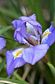 IRIS UNGUICULARIS