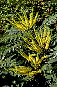 MAHONIA CHARITY