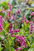 PERSICARIA ORIENTALIS