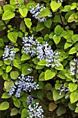 PLECTRANTHUS ZULUENSIS