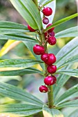 POLYGONATUM CURVISTYLUM