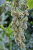 PTEROSTYRAX HISPIDA