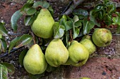 PYRUS COMMUNIS DOYENNE DU COMICE