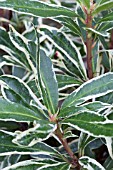 RHODODENDRON PONTICUM VARIEGATUM SYN SILVER EDGE