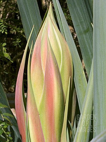 YUCCA_FILAMENTOSA