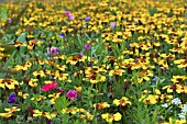 TAGETES DAINTY MARIETTA