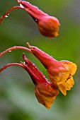 TROPAEOLUM TUBEROSUM KEN ASLET