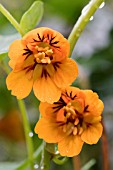 TROPAEOLUM TUBEROSUM KEN ASLET