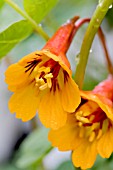 TROPAEOLUM TUBEROSUM KEN ASLET