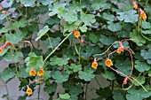 TROPAEOLUM TUBEROSUM KEN ASLET