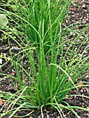 ALLIUM SCHOENOPRASUM,  CHIVES