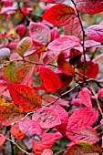 VACCINIUM CORYMBOSUM