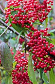 VIBURNUM BETULIFOLIUM