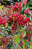 VIBURNUM BETULIFOLIUM