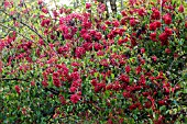 VIBURNUM BETULIFOLIUM