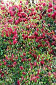 VIBURNUM BETULIFOLIUM